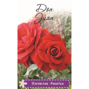 Роза Don Juan плетистая (саж. ЗКС)Сербия "RI"